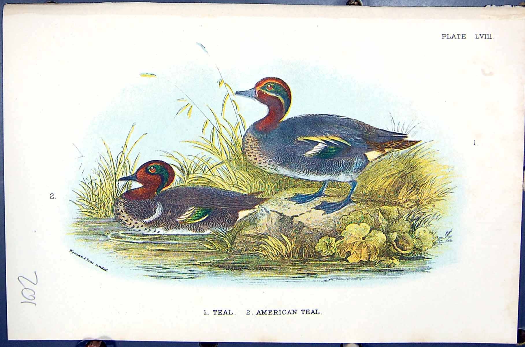 Antique Old Print American Teal Wyman 1896 Lloyd Sharpe Birds Great Britain