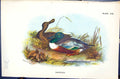 Antique Old Print Shoveler Wyman 1896 Lloyd Sharpe Colour Birds Great Britain