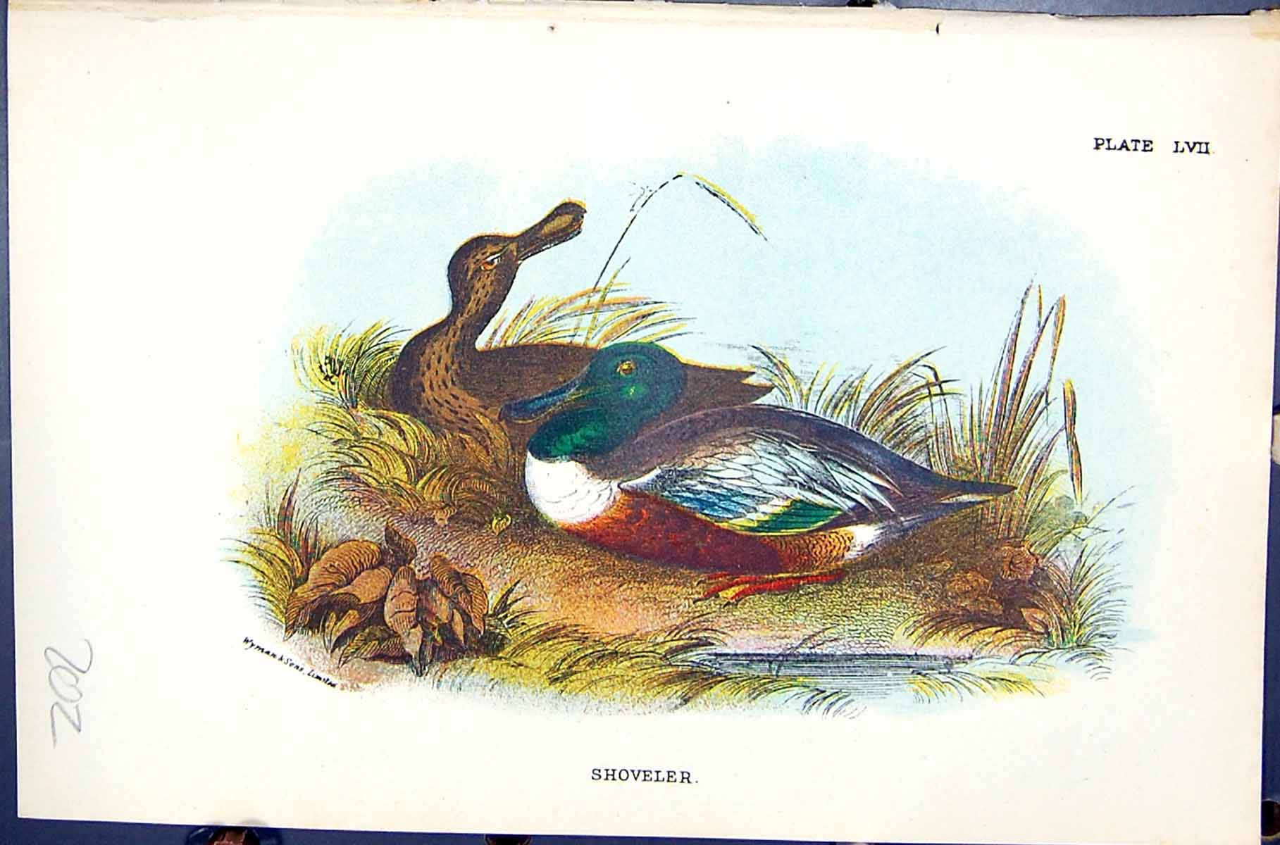 Antique Old Print Shoveler Wyman 1896 Lloyd Sharpe Colour Birds Great Britain