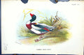 Antique Print Common Sheld-Duck 1896 Lloyd Sharpe Birds Great Britain Wyman