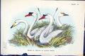 Old 1896 Lloyd Sharpe Birds Great Britain Heads British Swans Species Victorian