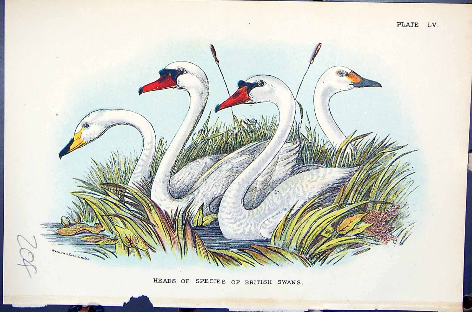Old 1896 Lloyd Sharpe Birds Great Britain Heads British Swans Species Victorian