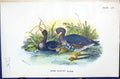 Old Print White-Fronted Goose Wyman 1896 Lloyd Sharpe Birds Great Britain 19th