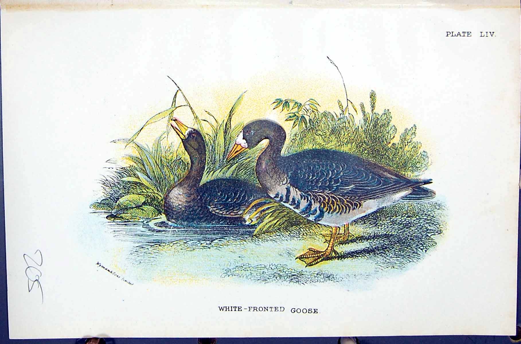 Old Print White-Fronted Goose Wyman 1896 Lloyd Sharpe Birds Great Britain 19th