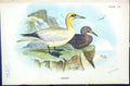 Antique Old Print Gannet Wyman 1896 Lloyd Sharpe Colour Birds Great Britain