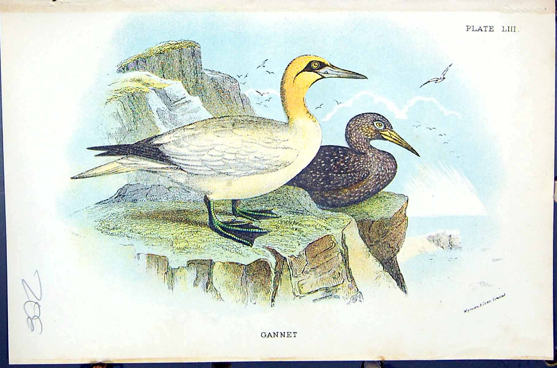 Antique Old Print Gannet Wyman 1896 Lloyd Sharpe Colour Birds Great Britain