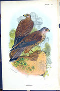 Antique Old Print Kestrel Wyman 1896 Lloyd Sharpe Colour Birds Great Britain