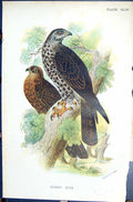 Antique Print 1896 Lloyd Sharpe Colour Birds Great Britain Honey Kite Wyman