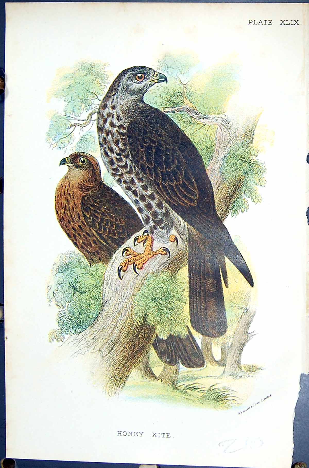 Antique Print 1896 Lloyd Sharpe Colour Birds Great Britain Honey Kite Wyman