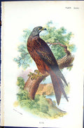 Old Antique Print Kite Wyman 1896 Lloyd Sharpe Colour Birds Great Britain 19th