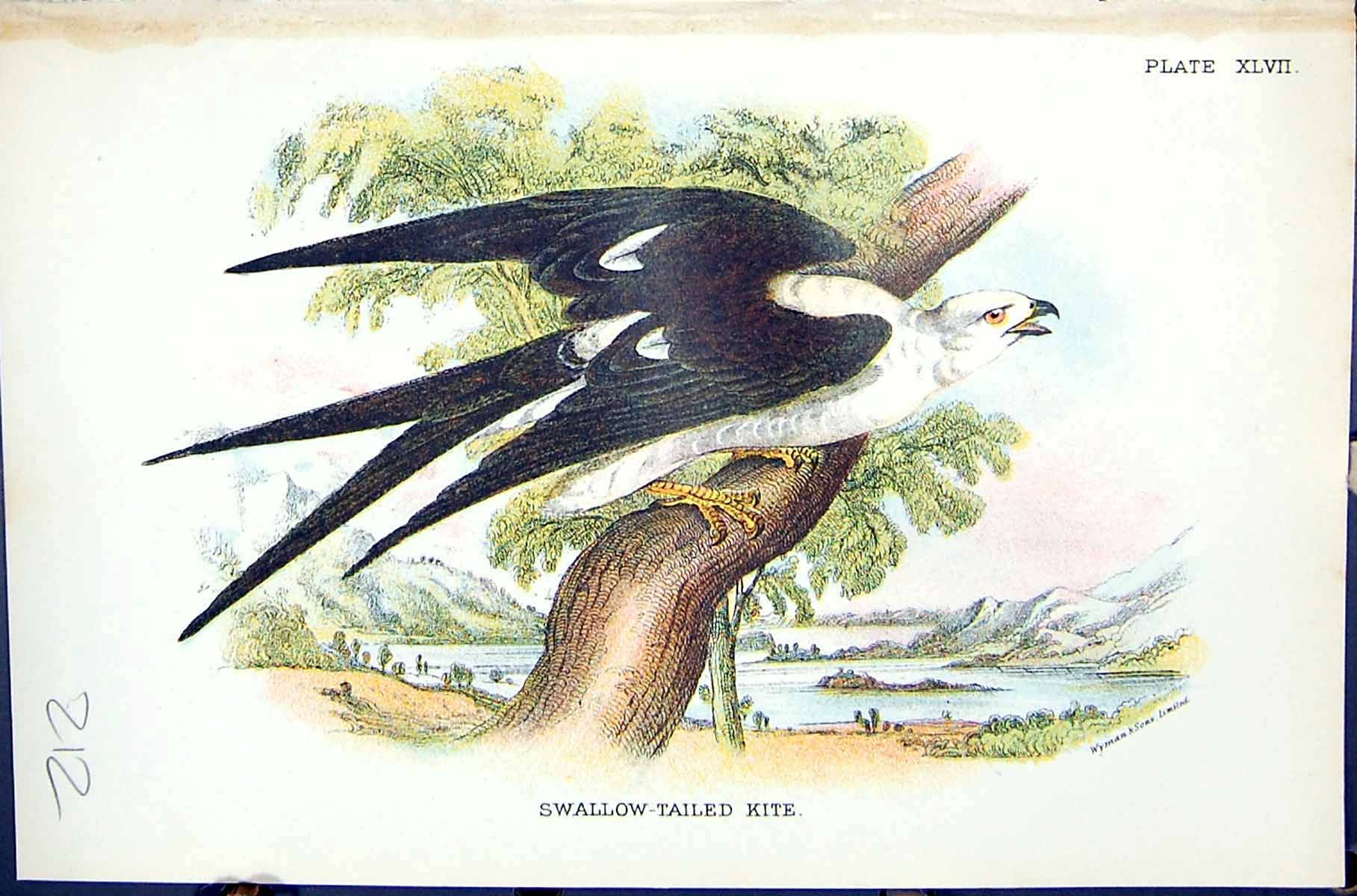 Old Print Swallow-Tailed Kite 1896 Lloyd Sharpe Birds Great Britain Wyman 19th