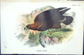 Antique Print 1896 Lloyd Sharpe Colour Birds Great Britain Gen Eagle Wyman 19th