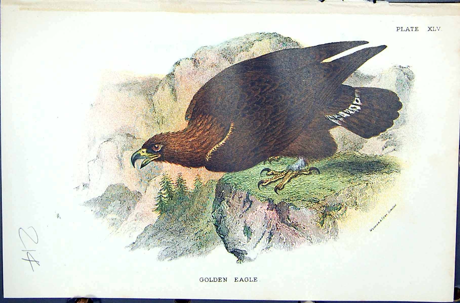 Antique Print 1896 Lloyd Sharpe Colour Birds Great Britain Gen Eagle Wyman 19th