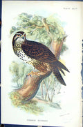 Antique Old Print Common Buzzard Wyman 1896 Lloyd Sharpe Birds Great Britain