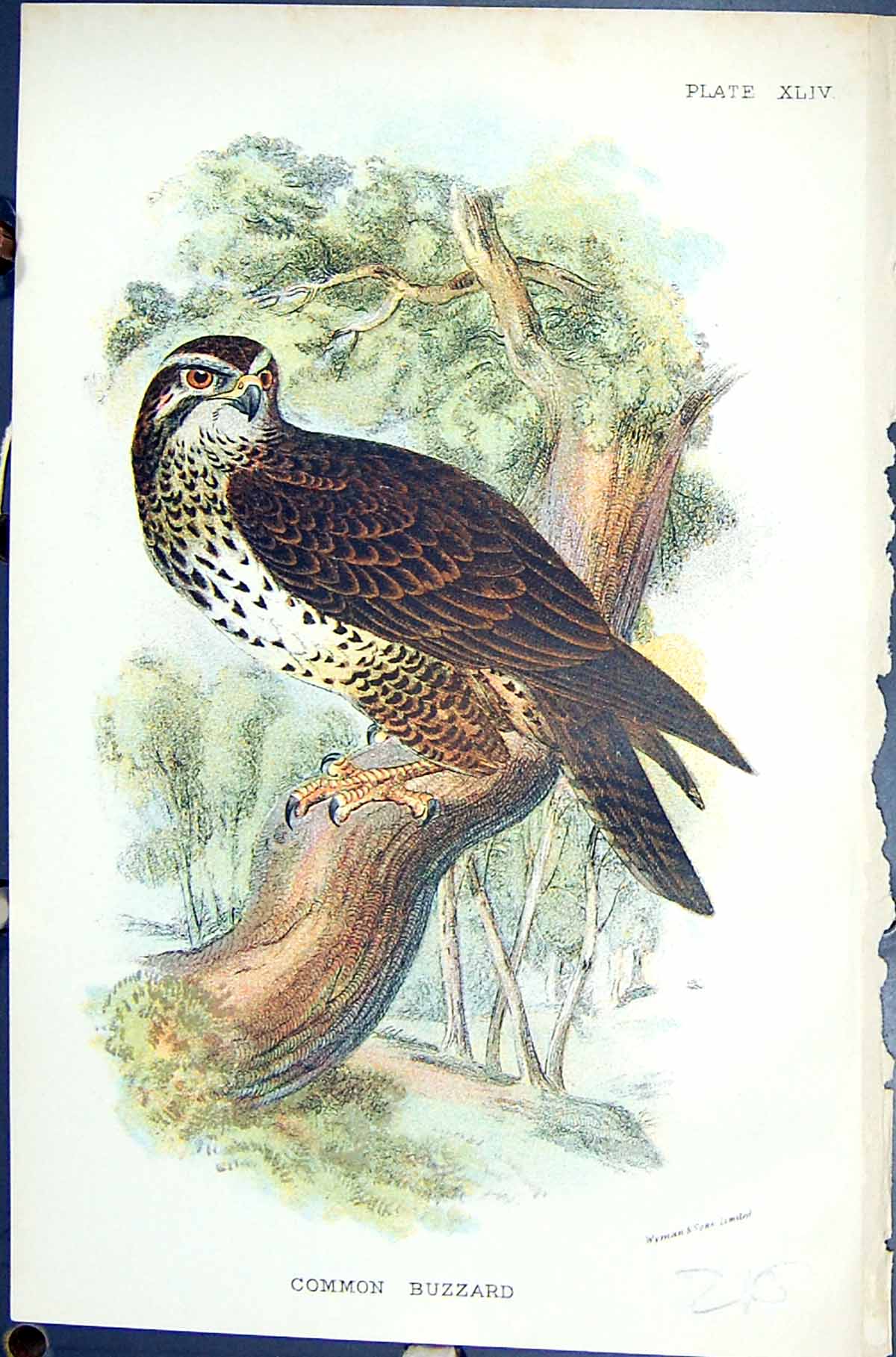 Antique Old Print Common Buzzard Wyman 1896 Lloyd Sharpe Birds Great Britain