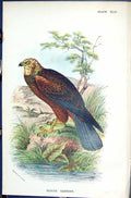 Antique Old Print Marsh-Harrier 1896 Lloyd Sharpe Birds Great Britain Wyman