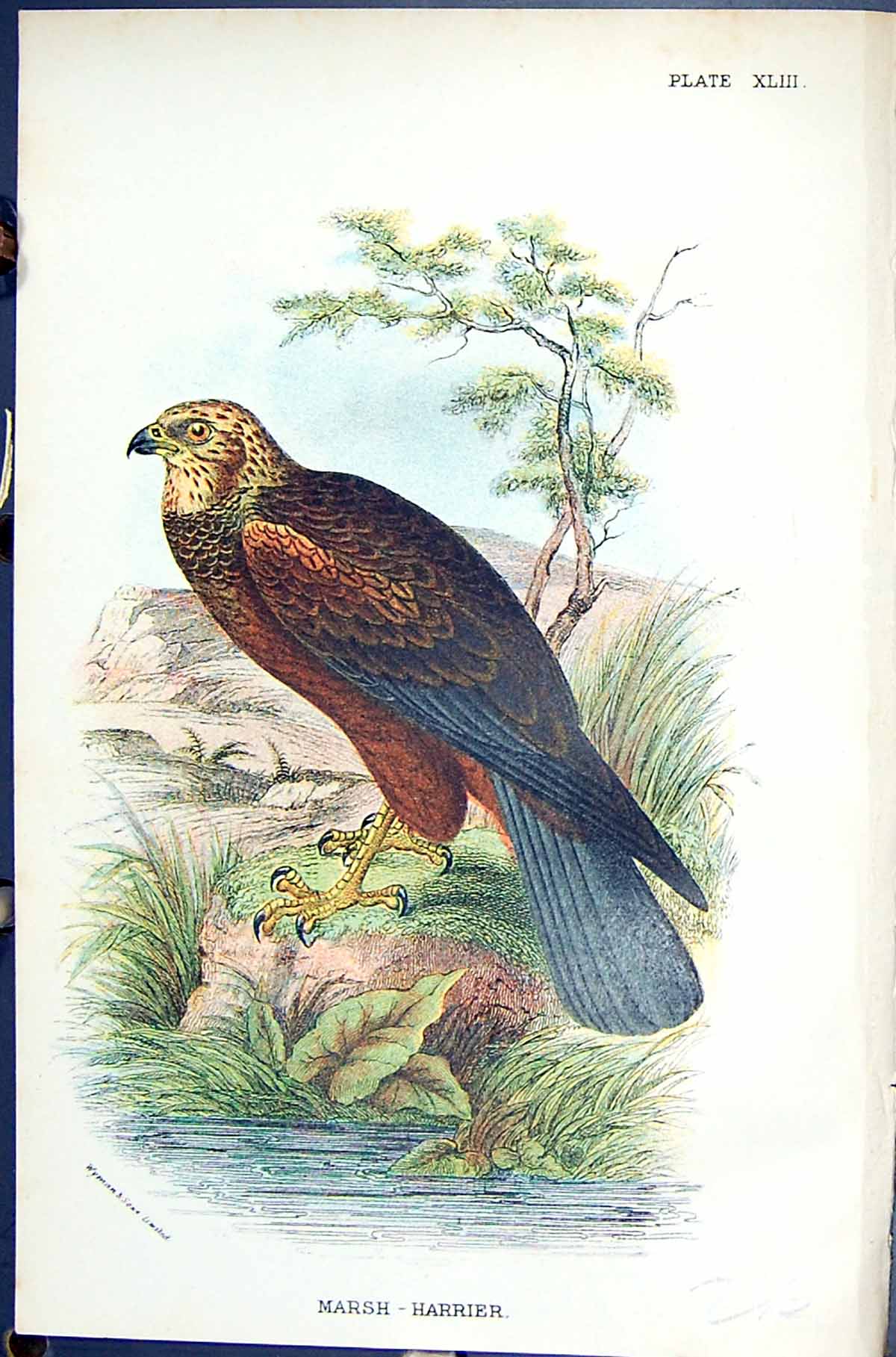 Antique Old Print Marsh-Harrier 1896 Lloyd Sharpe Birds Great Britain Wyman