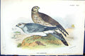 Old Print 1896 Lloyd Sharpe Colour Birds Great Britain Hen Harrier Wyman 19th