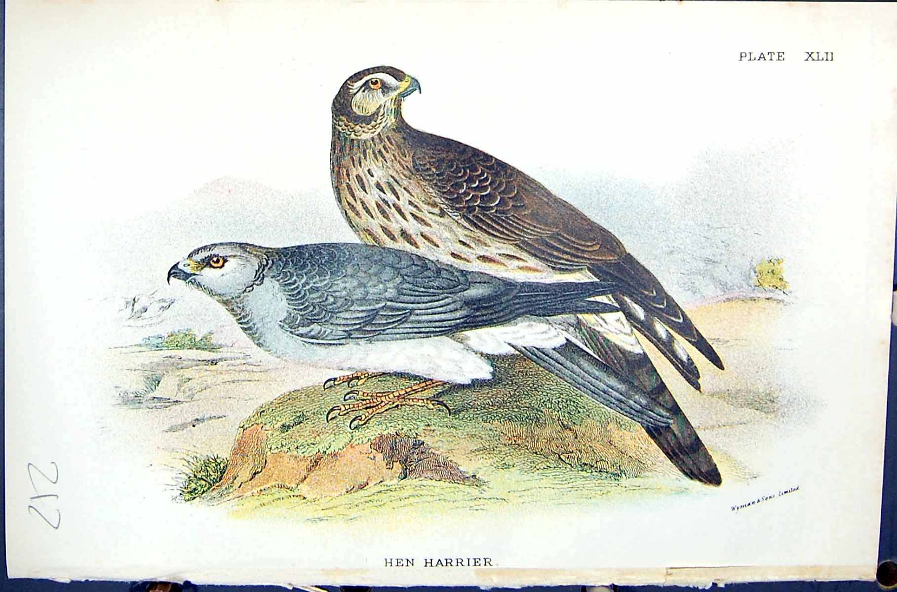 Old Print 1896 Lloyd Sharpe Colour Birds Great Britain Hen Harrier Wyman 19th