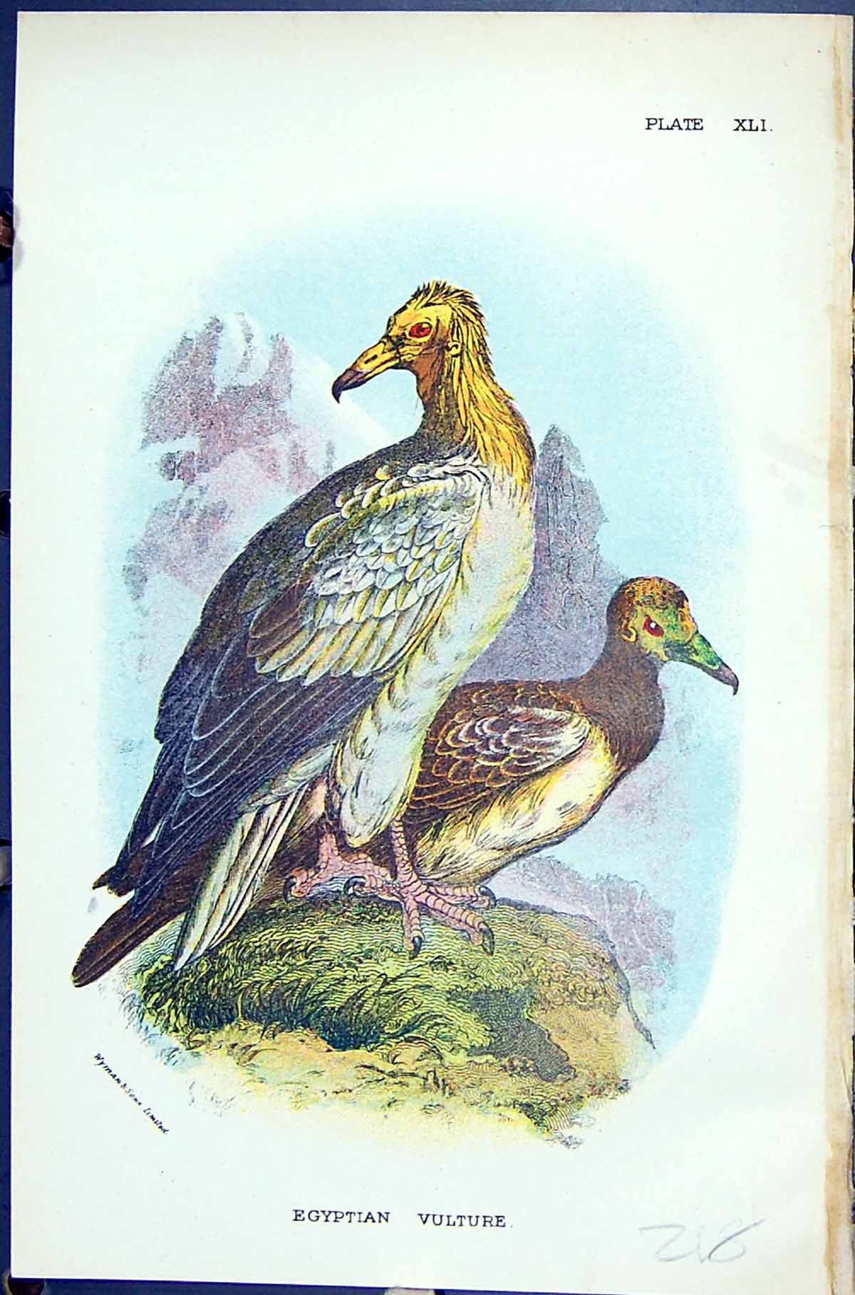 Antique Print Egyptian Vulture 1896 Lloyd Sharpe Birds Great Britain Wyman 19th