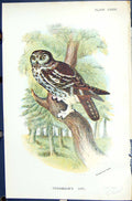 Antique Old Print Tengmalm'S Owl 1896 Lloyd Sharpe Birds Great Britain Wyman