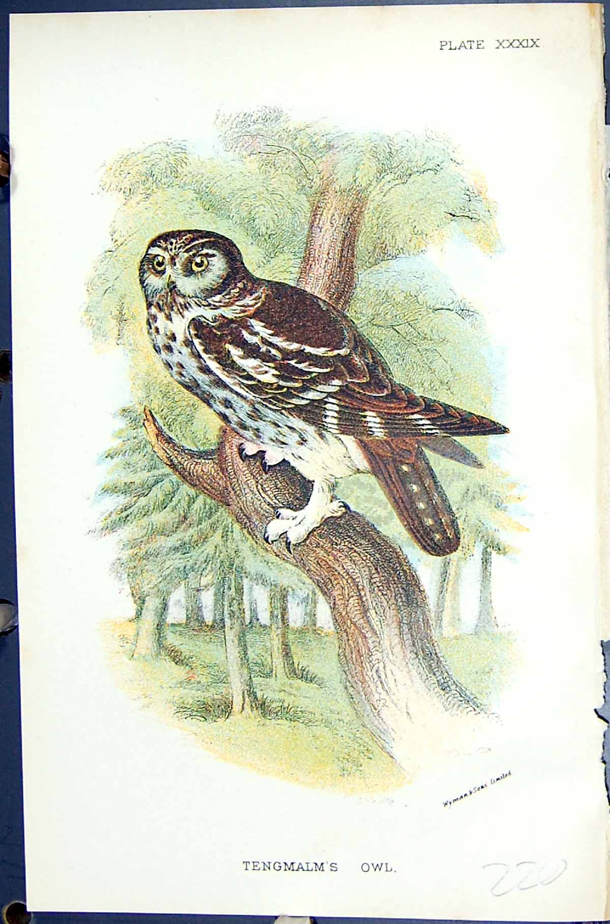 Antique Old Print Tengmalm'S Owl 1896 Lloyd Sharpe Birds Great Britain Wyman