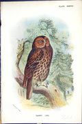 Antique Print Tawny Owl Wyman 1896 Lloyd Sharpe Colour Birds Great Britain 19th