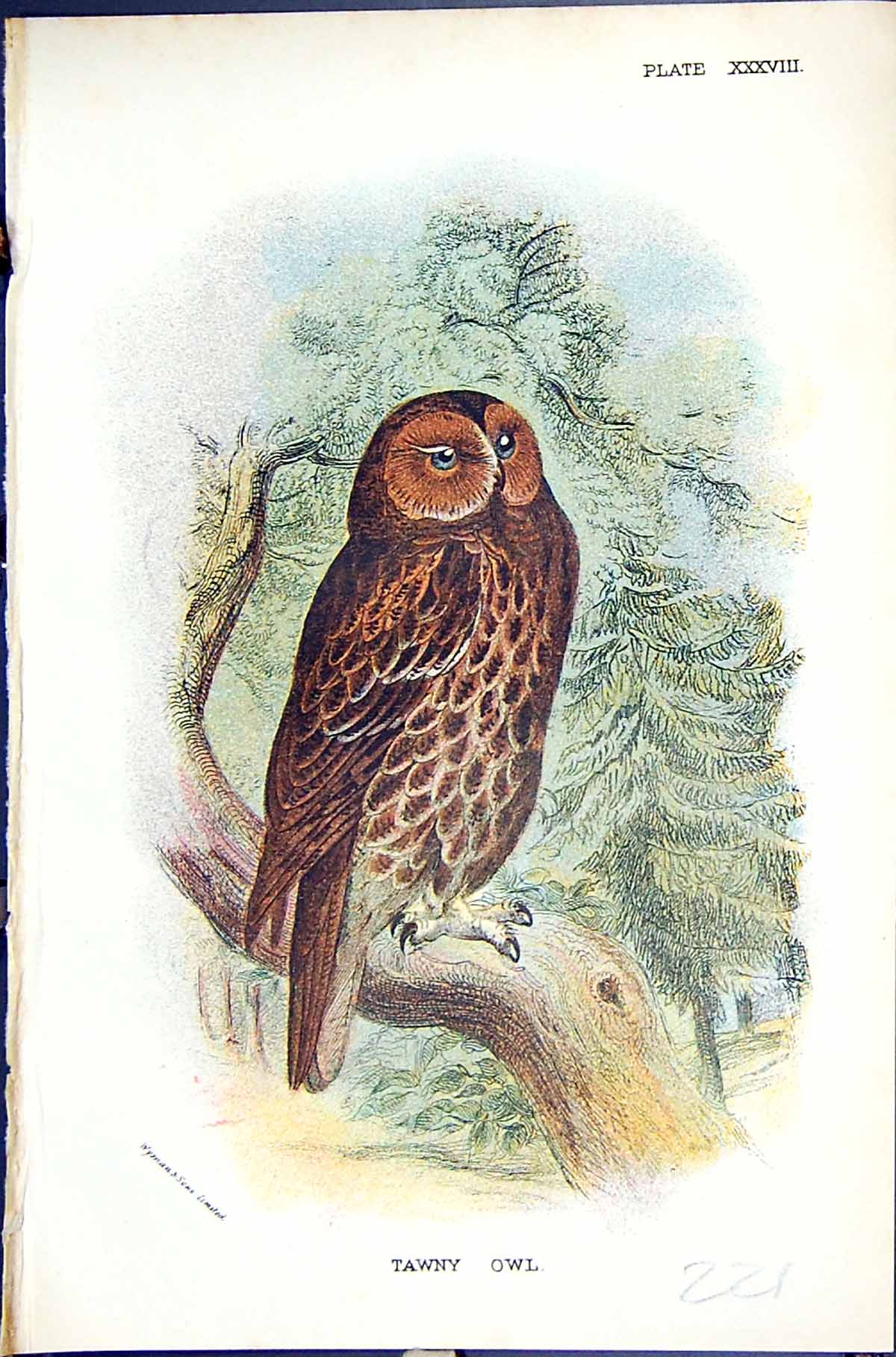 Antique Print Tawny Owl Wyman 1896 Lloyd Sharpe Colour Birds Great Britain 19th
