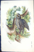 Antique Print 1896 Lloyd Sharpe Colour Birds Great Britain Little Owl Wyman