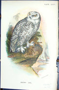 Antique Print 1896 Lloyd Sharpe Colour Birds Great Britain Snowy Owl Wyman 19th