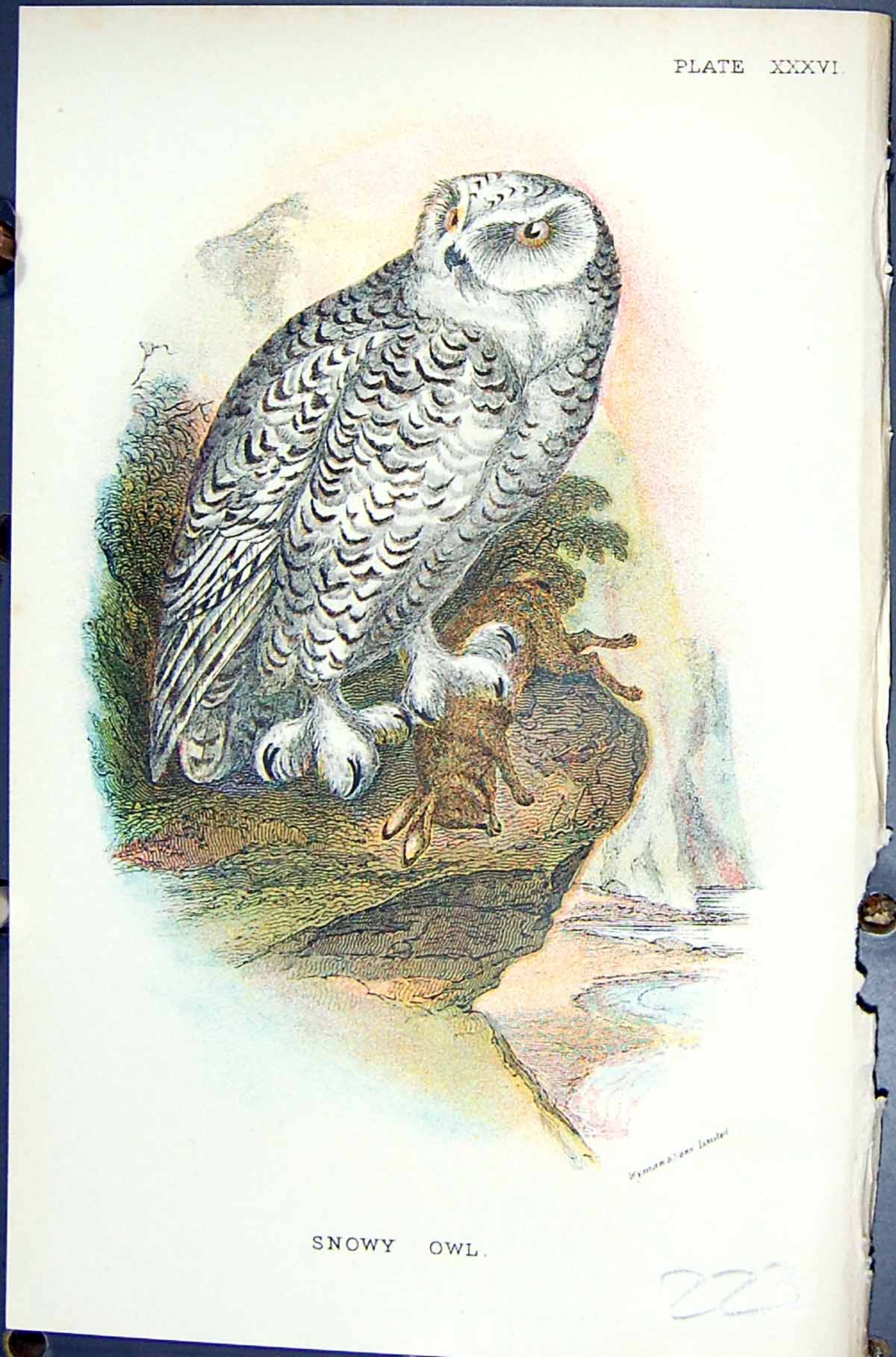 Antique Print 1896 Lloyd Sharpe Colour Birds Great Britain Snowy Owl Wyman 19th