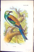 Antique Old Print Roller Wyman 1896 Lloyd Sharpe Colour Birds Great Britain