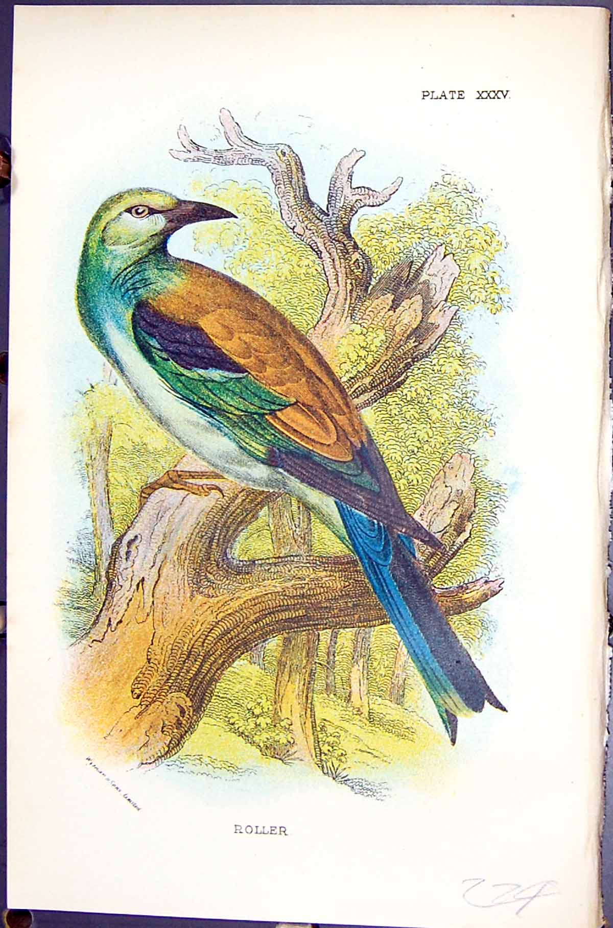 Antique Old Print Roller Wyman 1896 Lloyd Sharpe Colour Birds Great Britain