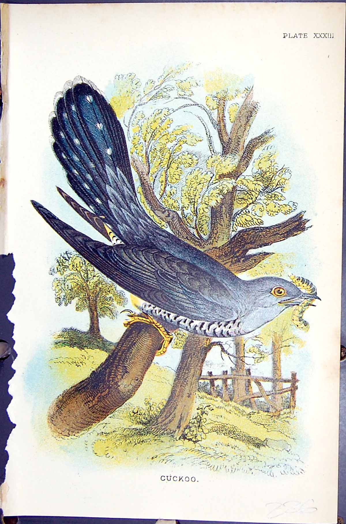 Original Old Antique Print 1896 Lloyd Sharpe Colour Birds Great Britain Cuckoo