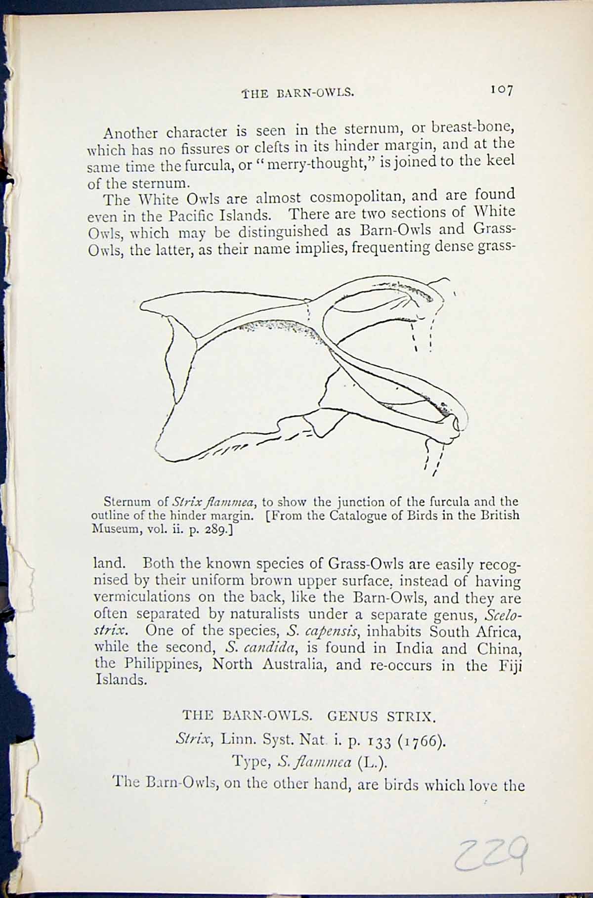 Old Barn-Owls Sternum Strix Flammea 1896 Lloyd Sharpe Birds Great Bri Victorian
