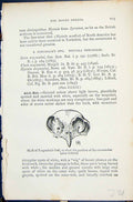 Old Downy Owlets Skull Tengmalm'S 1896 Lloyd Sharpe Birds Great Brita Victorian