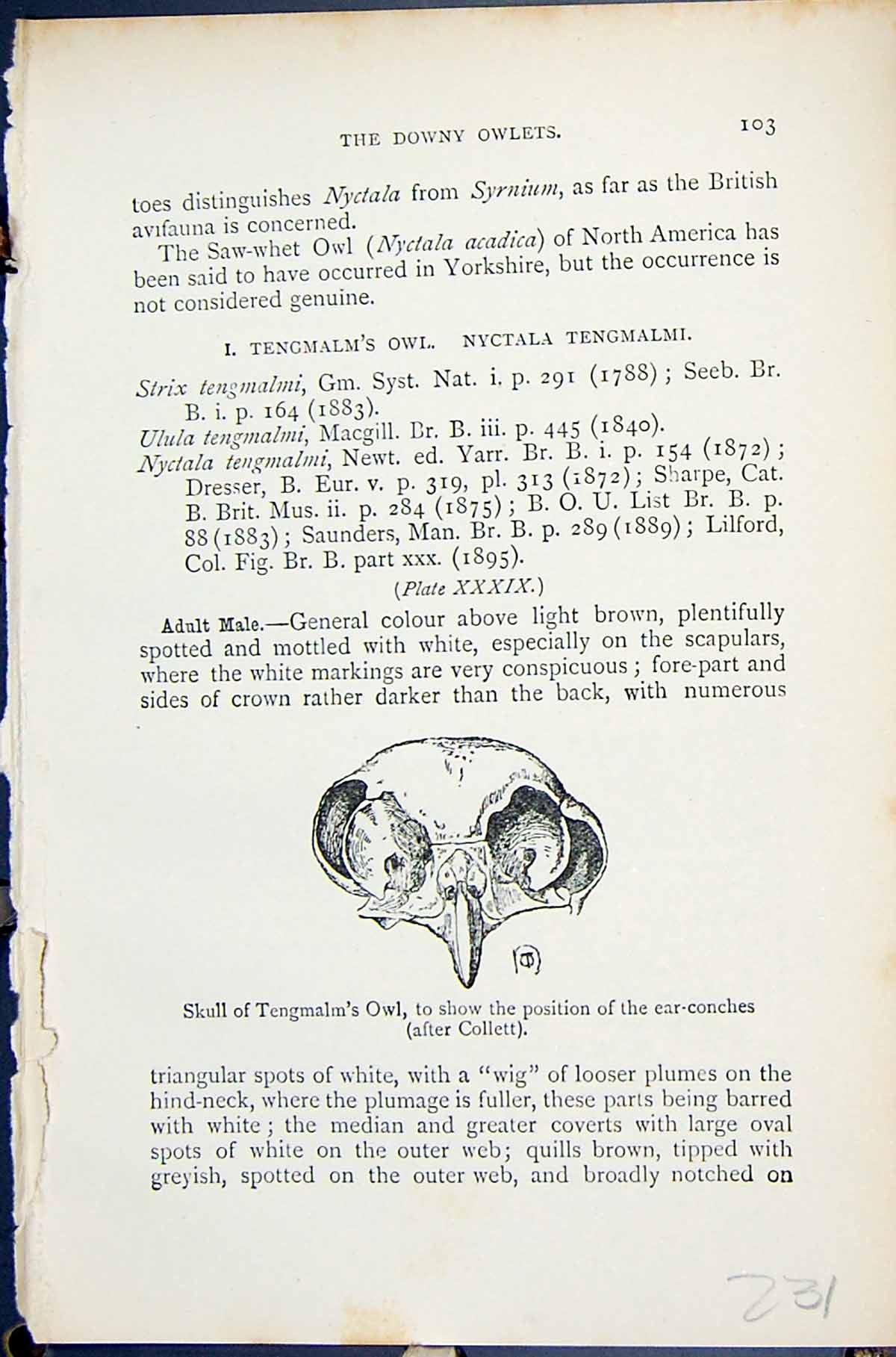 Old Downy Owlets Skull Tengmalm'S 1896 Lloyd Sharpe Birds Great Brita Victorian