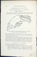 Old 1896 Lloyd Sharpe Birds Great Britain Eagle Owls Genus Bubo Stern Victorian