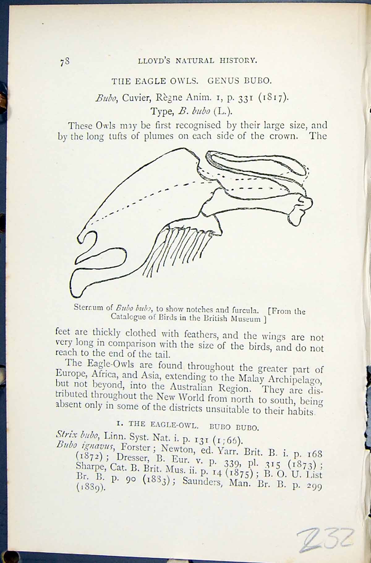 Old 1896 Lloyd Sharpe Birds Great Britain Eagle Owls Genus Bubo Stern Victorian