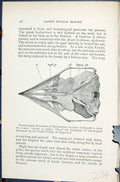 Old 1896 Lloyd Sharpe Birds Great Britain Natural History Cranium Nig Victorian