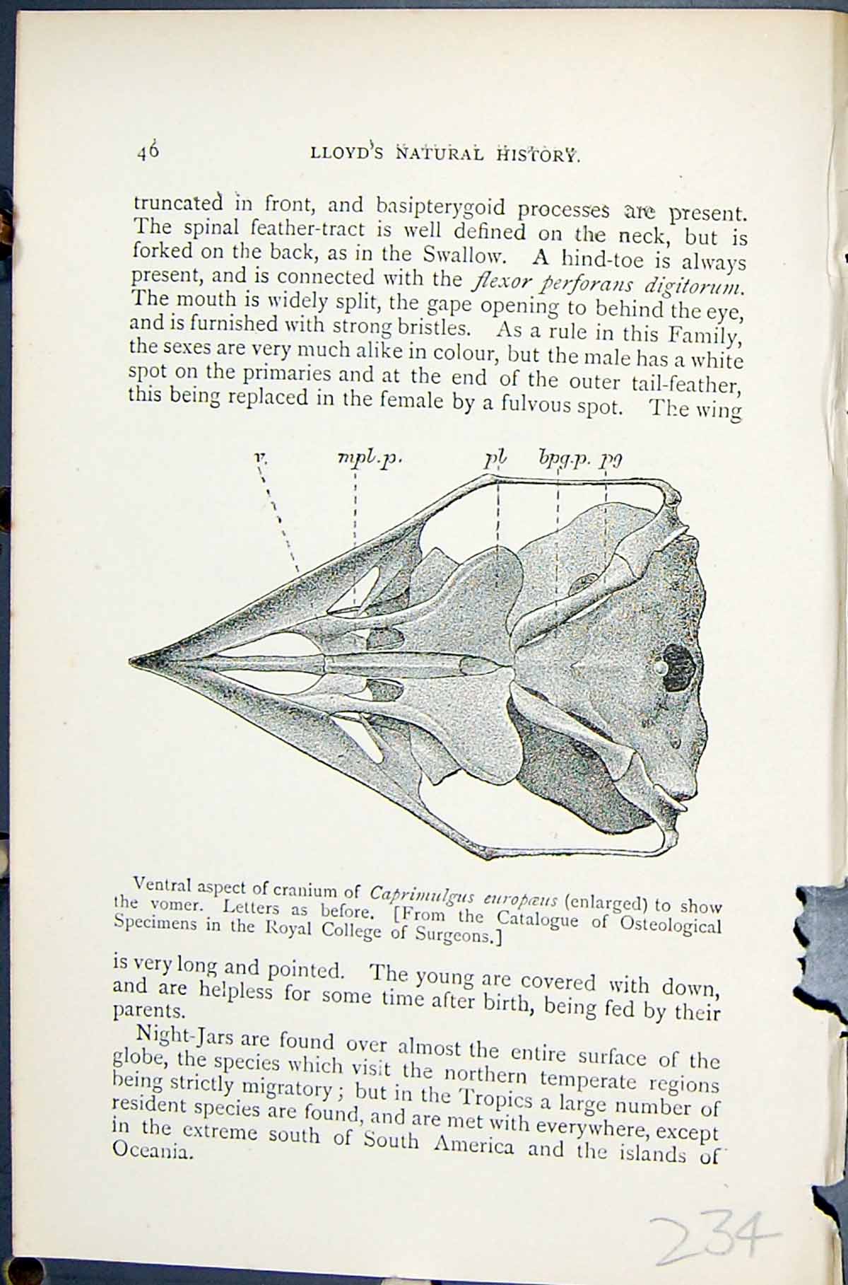 Old 1896 Lloyd Sharpe Birds Great Britain Natural History Cranium Nig Victorian