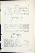 Old Wing-Bones Hirundo Rustica Micropus Apus 1896 Lloyd Sharpe Birds Victorian