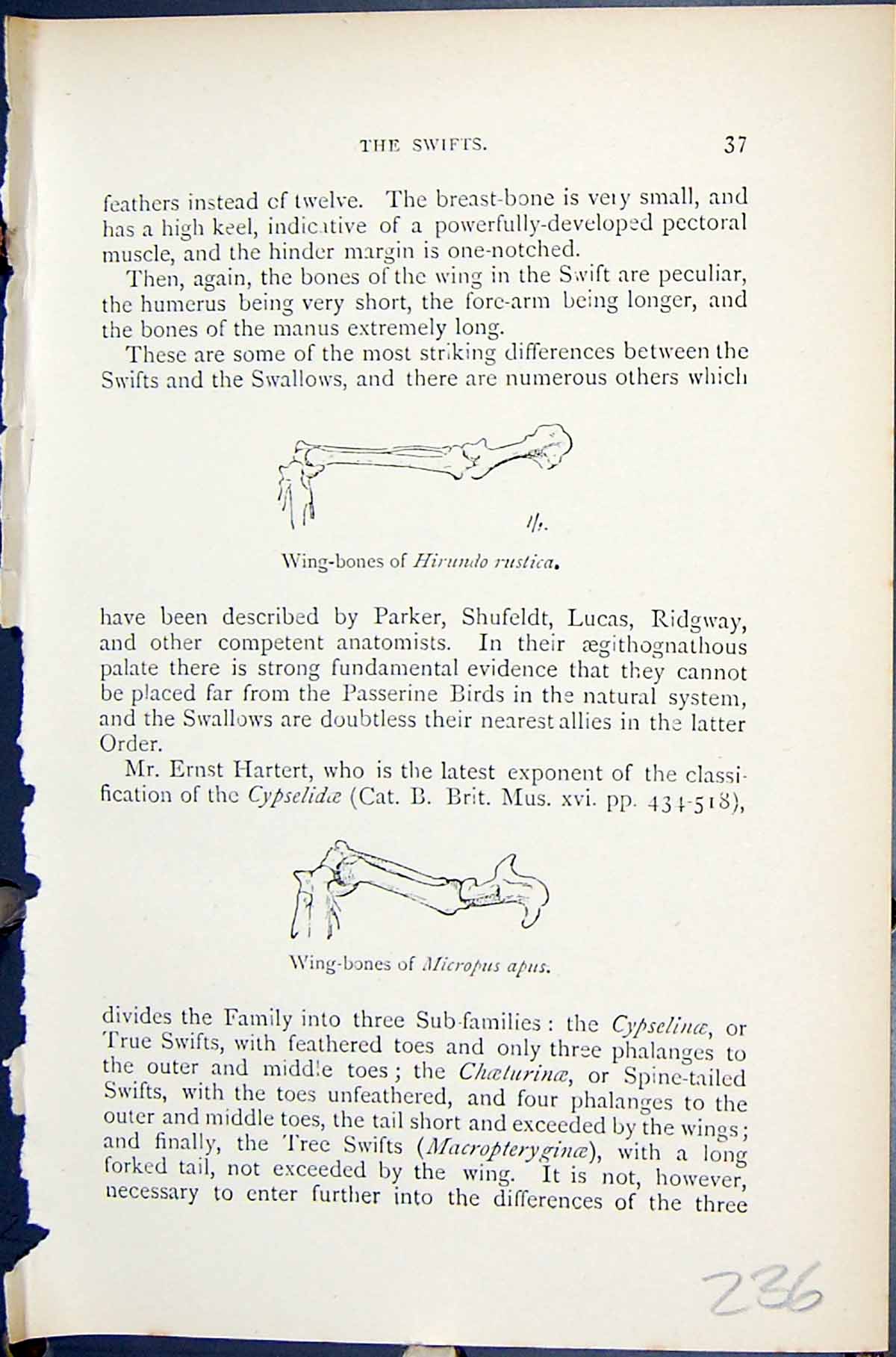 Old Wing-Bones Hirundo Rustica Micropus Apus 1896 Lloyd Sharpe Birds Victorian