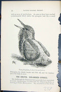 Old Young Kingfisher Pen-Feathers 1896 Lloyd Sharpe Birds Great Brita Victorian