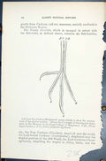 Old 1896 Lloyd Sharpe Birds Great Britain Natural History Left Cuckoo Victorian