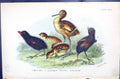Old Moor-Hen Land Rail Curlew Partridge 1896 Lloyd Sharpe Birds Great Victorian