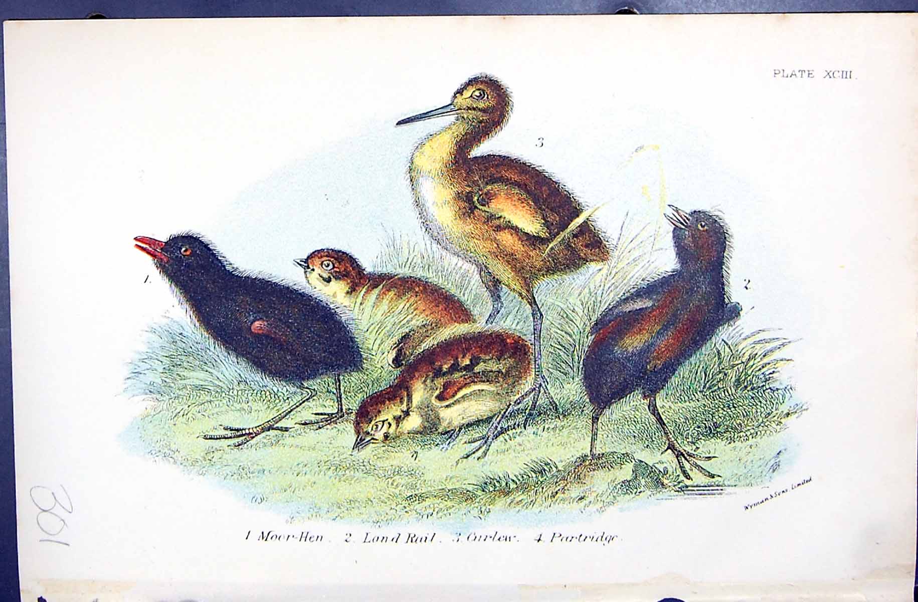 Old Moor-Hen Land Rail Curlew Partridge 1896 Lloyd Sharpe Birds Great Victorian