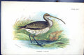 Antique Old Print 1896 Lloyd Sharpe Birds Great Britain Common Curlew Wyman