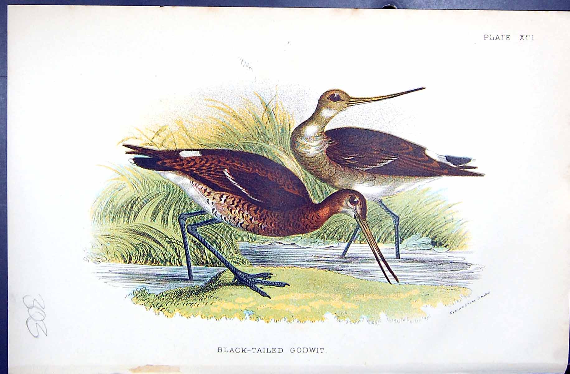 Old Print Black-Tailed Godwit 1896 Lloyd Sharpe Birds Great Britain Wyman 19th
