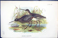 Antique Print Spotted Redshank Wyman 1896 Lloyd Sharpe Birds Great Britain 19th